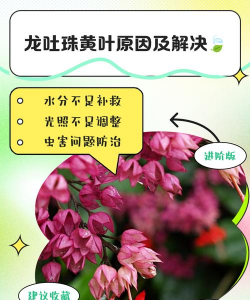 家里阳光不足怎么养花，选对植物种类，掌握养护技巧