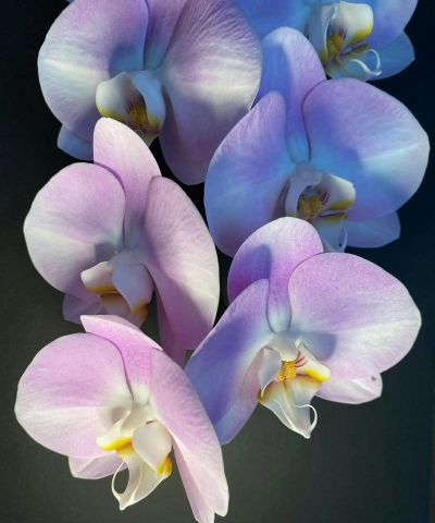 家里阳光不足怎么养花，选对植物种类，掌握养护技巧