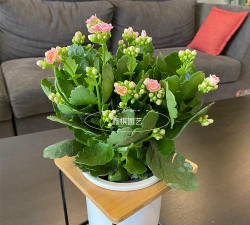 家里阳光不足怎么养花，选对植物种类，掌握养护技巧