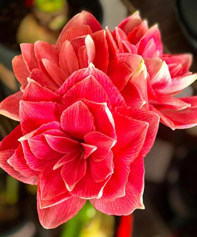 家里阳光不足怎么养花，选对植物种类，掌握养护技巧