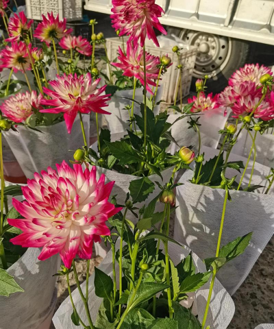 家里阳光不足怎么养花，选对植物种类，掌握养护技巧