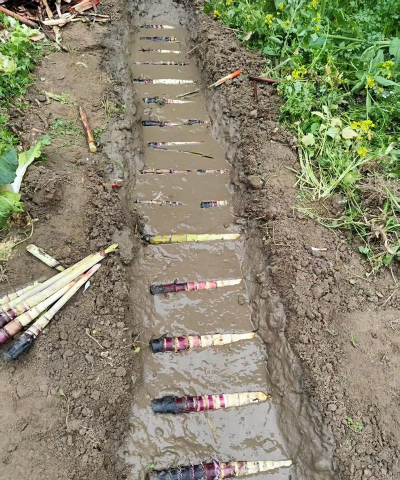 家里阳光不足怎么养花，选对植物种类，掌握养护技巧