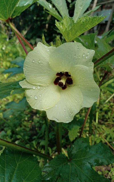 家里阳光不足怎么养花，选对植物种类，掌握养护技巧