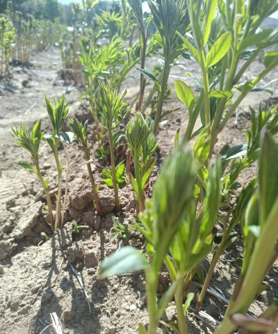 家里阳光不足怎么养花，选对植物种类，掌握养护技巧
