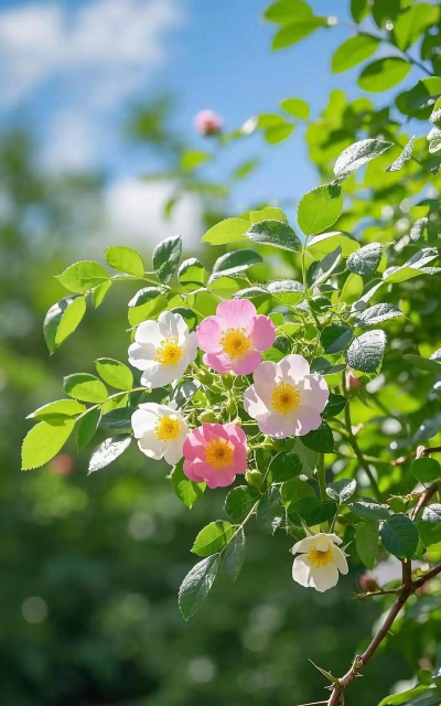 家里阳光不足怎么养花，选对植物种类，掌握养护技巧