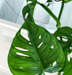 家里阳光不足怎么养花，选对植物种类，掌握养护技巧