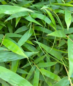 家里阳光不足怎么养花，选对植物种类，掌握养护技巧