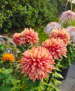 家里阳光不足怎么养花，选对植物种类，掌握养护技巧