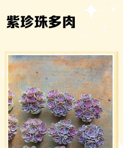 家里阳光不足怎么养花，选对植物种类，掌握养护技巧