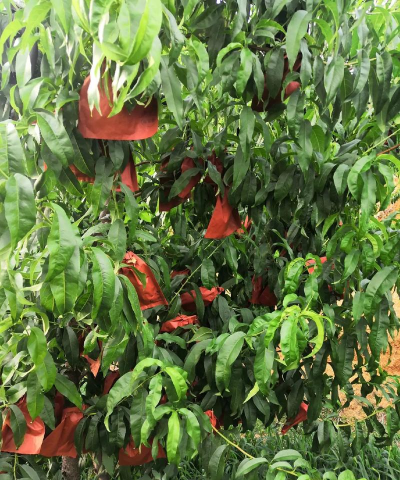 家里阳光不足怎么养花，选对植物种类，掌握养护技巧