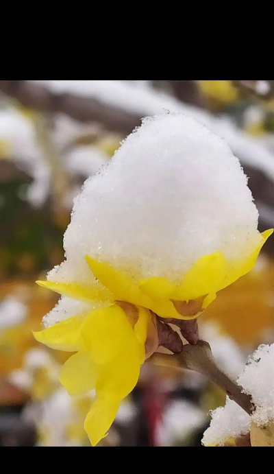 家里阳光不足怎么养花，选对植物种类，掌握养护技巧