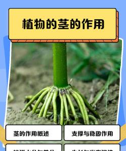家里阳光不足怎么养花，选对植物种类，掌握养护技巧