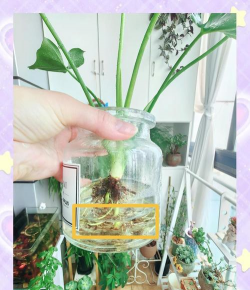 家里阳光不足怎么养花，选对植物种类，掌握养护技巧