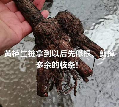 家里阳光不足怎么养花，选对植物种类，掌握养护技巧