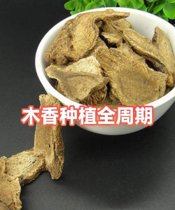 家里阳光不足怎么养花，选对植物种类，掌握养护技巧