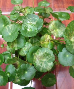 家里阳光不足怎么养花，选对植物种类，掌握养护技巧