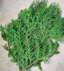 家里阳光不足怎么养花，选对植物种类，掌握养护技巧