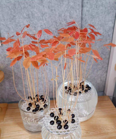 家里阳光不足怎么养花，选对植物种类，掌握养护技巧