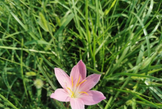 家里阳光不足怎么养花，选对植物种类，掌握养护技巧