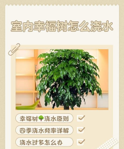 家里阳光不足怎么养花，选对植物种类，掌握养护技巧