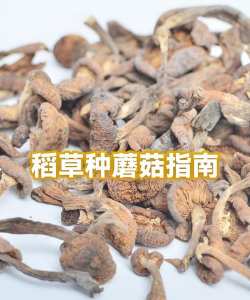 家里阳光不足怎么养花，选对植物种类，掌握养护技巧