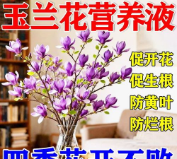 家里阳光不足怎么养花，选对植物种类，掌握养护技巧