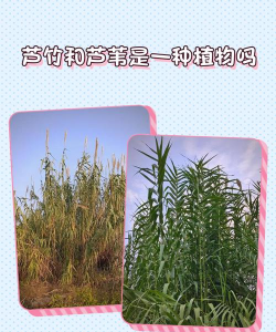 芦竹和芦苇是一种植物吗