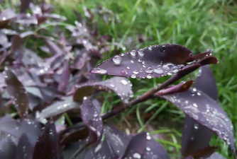 家里阳光不足怎么养花，选对植物种类，掌握养护技巧