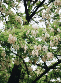 家里阳光不足怎么养花，选对植物种类，掌握养护技巧