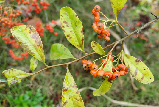 家里阳光不足怎么养花，选对植物种类，掌握养护技巧