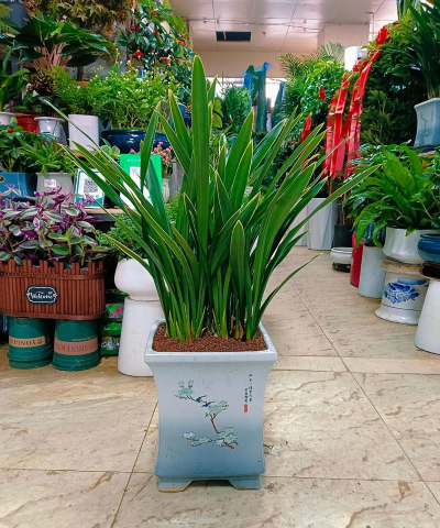 家里阳光不足怎么养花，选对植物种类，掌握养护技巧