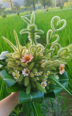 家里阳光不足怎么养花，选对植物种类，掌握养护技巧