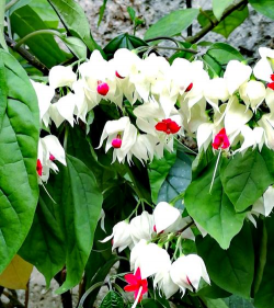 家里阳光不足怎么养花，选对植物种类，掌握养护技巧