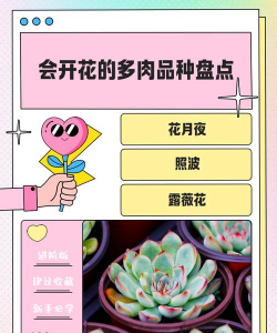 家里阳光不足怎么养花，选对植物种类，掌握养护技巧