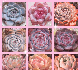 家里阳光不足怎么养花，选对植物种类，掌握养护技巧