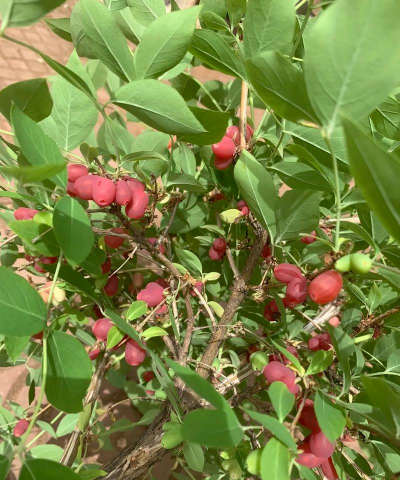 家里阳光不足怎么养花，选对植物种类，掌握养护技巧