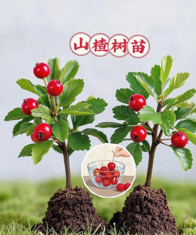 家里阳光不足怎么养花，选对植物种类，掌握养护技巧