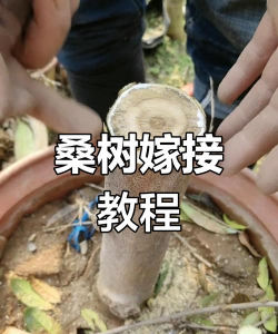 家里阳光不足怎么养花，选对植物种类，掌握养护技巧