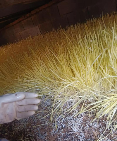 家里阳光不足怎么养花，选对植物种类，掌握养护技巧