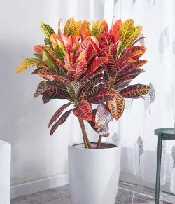 家里阳光不足怎么养花，选对植物种类，掌握养护技巧