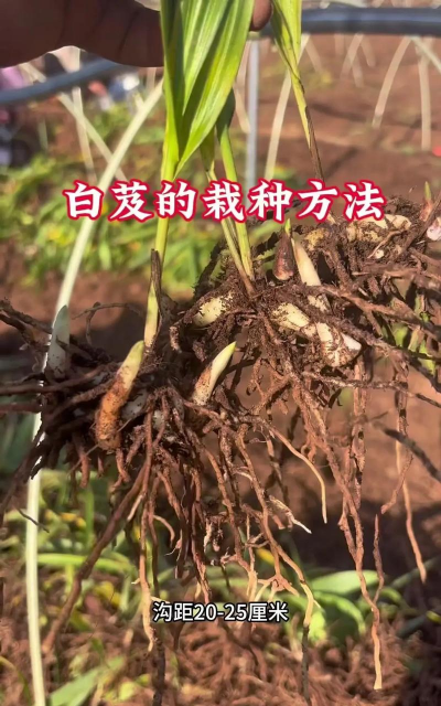 家里阳光不足怎么养花，选对植物种类，掌握养护技巧