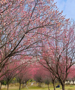 家里阳光不足怎么养花，选对植物种类，掌握养护技巧