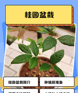 家里阳光不足怎么养花，选对植物种类，掌握养护技巧