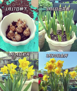 家里阳光不足怎么养花，选对植物种类，掌握养护技巧