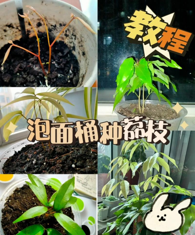 家里阳光不足怎么养花，选对植物种类，掌握养护技巧