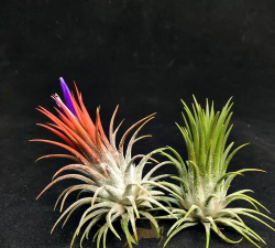 家里阳光不足怎么养花，选对植物种类，掌握养护技巧