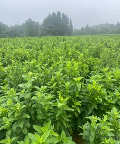 家里阳光不足怎么养花，选对植物种类，掌握养护技巧