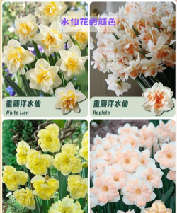 家里阳光不足怎么养花，选对植物种类，掌握养护技巧