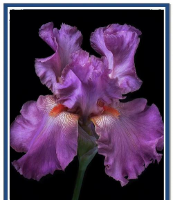 家里阳光不足怎么养花，选对植物种类，掌握养护技巧