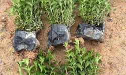 家里阳光不足怎么养花，选对植物种类，掌握养护技巧